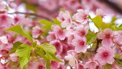 Flowers nature pink flowers