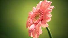 Flowers nature pink flowers