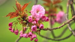 Flowers nature pink flowers blurred background