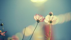 Flowers nature pink flowers bokeh