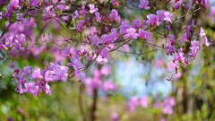 Flowers nature pink flowers bokeh
