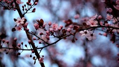 Flowers nature pink flowers bokeh cherry blossoms depth of field