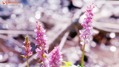 Flowers nature pink flowers bokeh depth of field Smashing 