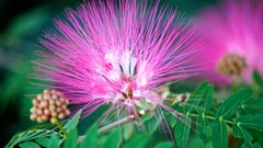 Flowers nature pink flowers Calliandra