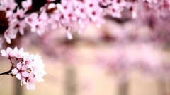 Flowers nature pink flowers cherry blossoms depth of field