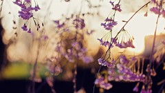 Flowers nature pink flowers depth of field