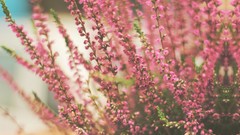 Flowers nature pink flowers depth of field