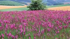 Flowers nature pink flowers fields
