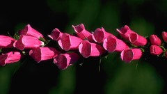 Flowers nature pink flowers foxgloves