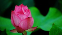 Flowers nature pink flowers lotus flower