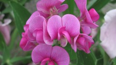 Flowers nature pink flowers Orchids