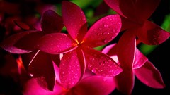 Flowers nature pink flowers plumeria