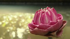Flowers nature pink flowers reflections bokeh lotus flower