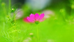 Flowers nature pink Green