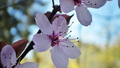 Flowers nature pink Green roses Plants French Weeds pentax lila 