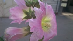 Flowers nature pink iran Amin Peyrovi Xperia mini