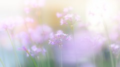 Flowers nature pink light