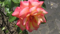 Flowers nature pink multicolor