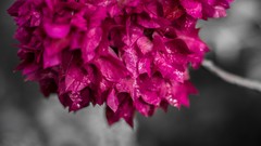 Flowers nature pink Plants close-up