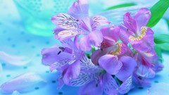 Flowers nature pink purple widescreen