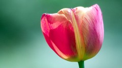 Flowers nature pink tulips