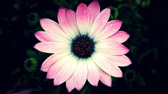 Flowers nature pink white Green Plants