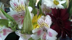 Flowers nature Plants