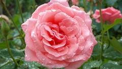 Flowers nature Plants