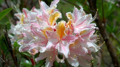 Flowers nature Plants