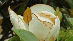 Flowers nature Plants