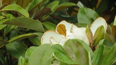 Flowers nature Plants