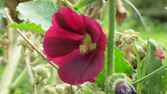 Flowers nature Plants