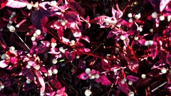 Flowers nature Plants