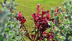 Flowers nature Plants