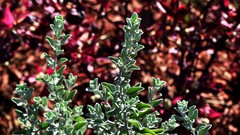 Flowers nature Plants