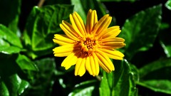 Flowers nature Plants