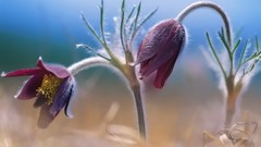 Flowers nature Plants