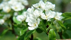 Flowers nature Plants