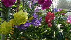 Flowers nature Plants