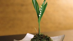 Flowers nature Plants