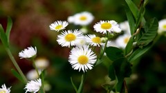 Flowers nature Plants