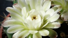 Flowers nature Plants