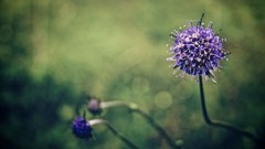 Flowers nature Plants