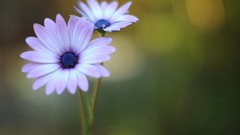 Flowers nature Plants