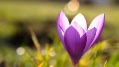 Flowers nature Plants