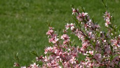 Flowers nature Plants