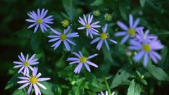 Flowers nature Plants