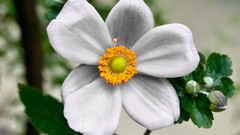 Flowers nature Plants