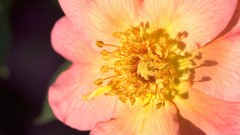 Flowers nature Plants