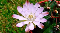 Flowers nature Plants